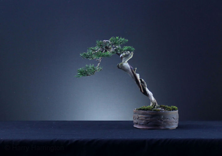 juniper literati bonsai